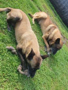 Photo de galerie - Visite journalières chez ces 2 magnifiques et adorable Malinois 