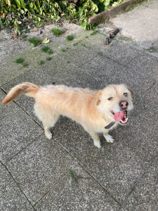 Photo de galerie - Je suis titulaire de l’acaced,passionnée des animaux,plusieurs attestations de formations,plusieurs années d’expérience,je propose de garder vos animaux et leur rendre visite à votre domicile ou à mon domicile,je propose également du toilettage ,