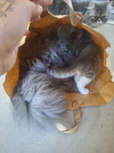 Photo de galerie - Garde de Velaryon pendant un mois d'été, chat persans née à la maison et sauvetage d'un chaton ( prenomé Kawaii par ses adoptants) 