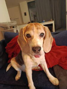 Photo de galerie - HARRY (BEAGLE)
