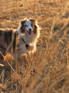 Photo de galerie - Garde chien