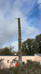 Photo de galerie - Elagage et coupe d'arbres