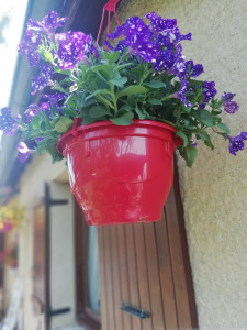 Photo de galerie - Les fleurs dans le jardin, je les chouchoute,  c'est magnifique ! 