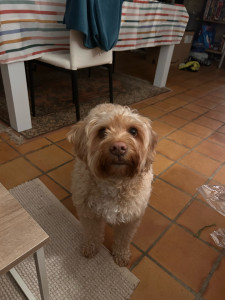 Photo de galerie - Garde chien