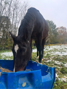 Photo de galerie - Mon cheval 