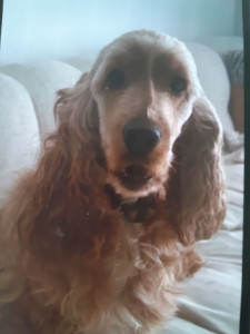 Photo de galerie - D abord super nounou pendant plus de 3 mois et ma maitresse a du m abandonner grace a ma nounou suis dans 7ne super famille dans maison et grand jardin 