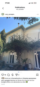 Photo de galerie - Elagage et coupe d'arbres