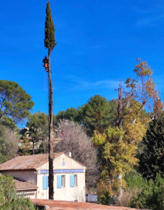 Photo de galerie - Elagage et coupe d'arbres