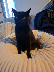 Photo de galerie - Un de mes chats
