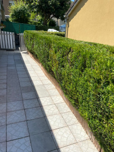 Photo de galerie - Taille tuyas