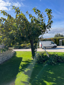 Photo de galerie - Taille mûriers platane 