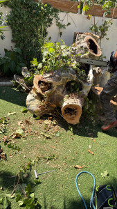 Photo de galerie - Élagage arbre 
