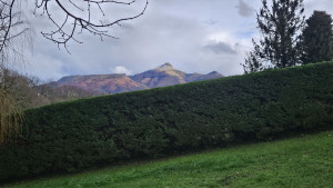 Photo de galerie - Taille de la haie