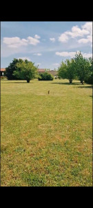 Photo de galerie - Marsac / 2025 
Tonte + Bordure