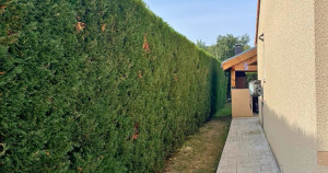 Photo de galerie - Taille de haies et d'arbustes