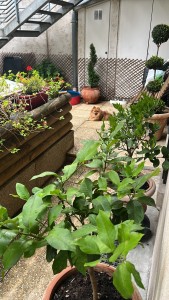 Photo de galerie - Jardinage et entretien des haies et de terrasse parisienne ou en banlieue. Tarif à discuter suivant la prestation demandée.  