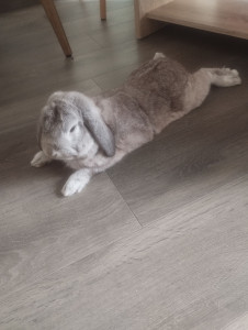 Photo de galerie - Pompon très à l'aise ?