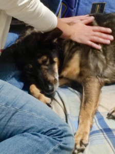 Photo de galerie - Garde animaux