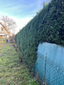 Photo de galerie - Taille d’une haie de tuyas après 