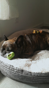 Photo de galerie - Garde chien