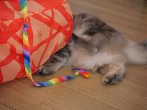 Photo de galerie - Garde chat