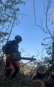 Photo de galerie - Nettoyage d’une parcelle de forêt.