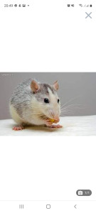 Photo de galerie - Souris  desourisation dératisation 