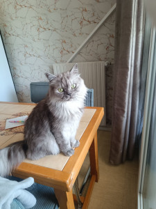 Photo de galerie - Garde de chat à domicile avec beaucoup d'attention, de soins et de tendresse.
