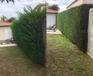 Photo de galerie - Taille de haies et d'arbustes