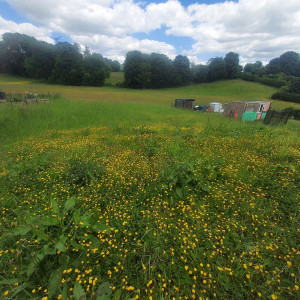 Photo de galerie - Tonte de pelouse - Débroussaillage