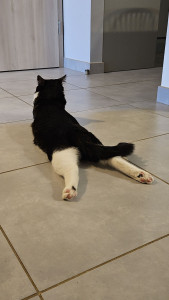 Photo de galerie - Je me suis occupée de mr nano, 5 déplacements au domicile de ses propriétaires, nourriture eau fraîche litière et câlin +++++ 