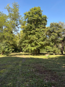 Photo de galerie - Tonte de 2 ha8  sans finition, coupe bordure