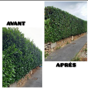 Photo de galerie - Taille de haies