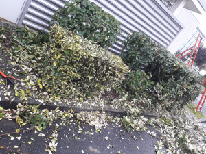 Photo de galerie - Je vais assurer l'entretien du jardin .