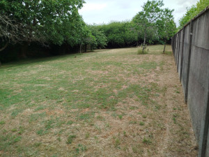 Photo de galerie - Tonte de pelouse,taille de haie, jardinage...