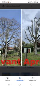 Photo de galerie - 
élagage de touts vos arbres peu importe la tailles et la hauteurs. 
