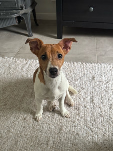 Photo de galerie - STELLA