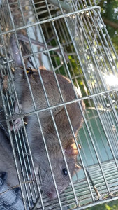 Photo de galerie - Mise en place de piège à rat