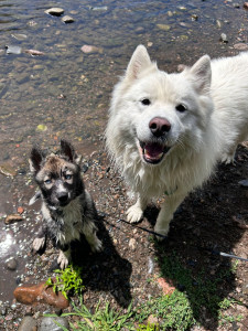 Photo de galerie - Notre grand loulou Kratos!