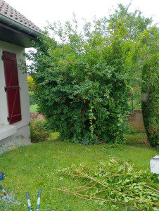 Photo de galerie - Taille de haies et d'arbustes