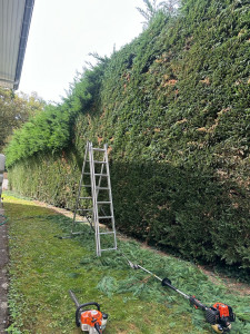 Photo de galerie - Taille de Haie