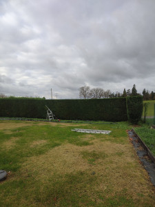 Photo de galerie - Taille de cyprès avec évacuation 