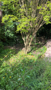 Photo de galerie - Désherbage avant 