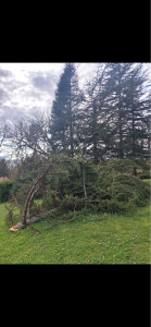 Photo de galerie - Elagage et coupe d'arbres