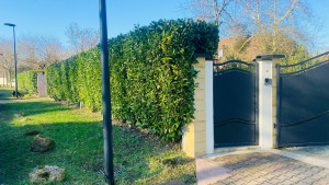 Photo de galerie - Haie Taillée