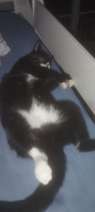 Photo de galerie - Je sais m'occuper des chats