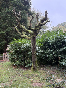 Photo de galerie - Élagage d'arbre