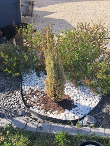 Photo de galerie - -plantation d'un cyprès dans un massif .