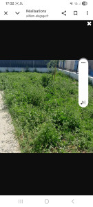 Photo de galerie - Tonte de pelouse - Débroussaillage