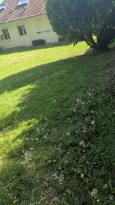 Photo de galerie - Tonte de pelouse 